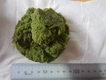 あわしま堂 抹茶蒸しまん